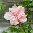 thumbnail image 6 of Peppermint Smoothie Rose of Sharon Hibiscus syriacus, Vibrant Blooms, Pollinator Friendly, Deciduous Shrub, Garden Border, Container Plant, Non-Toxic Pet 5 Gallon, 6 of 14