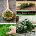 thumbnail image 4 of Italian Herb Garden Seed Collection - Non GMO Varieties - 5 Count, 4 of 5