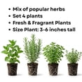 thumbnail image 2 of Set 4 Fresh Herb Plants, Fragrant Culinary Herb Collection 3-6 Inch Kitchen and Garden, Assorted Varieties, Bare Root, 2 of 6