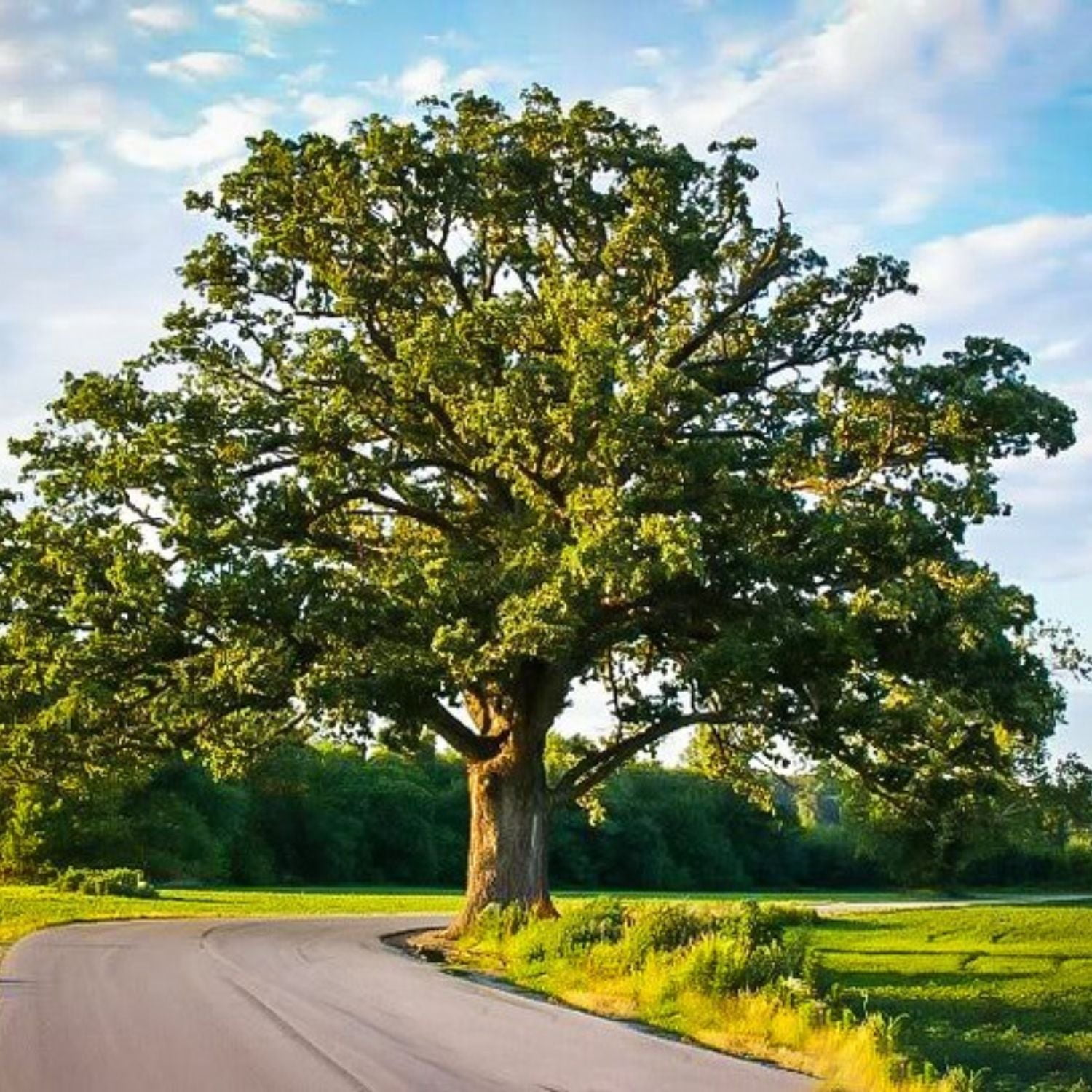 Expert Gardener 2-3' Oak Jack Maze Live Tree in 1 gal. Grower Pot