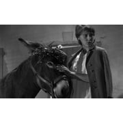 Au Hasard Balthazar (Criterion Collection) (DVD), Criterion Collection, Drama