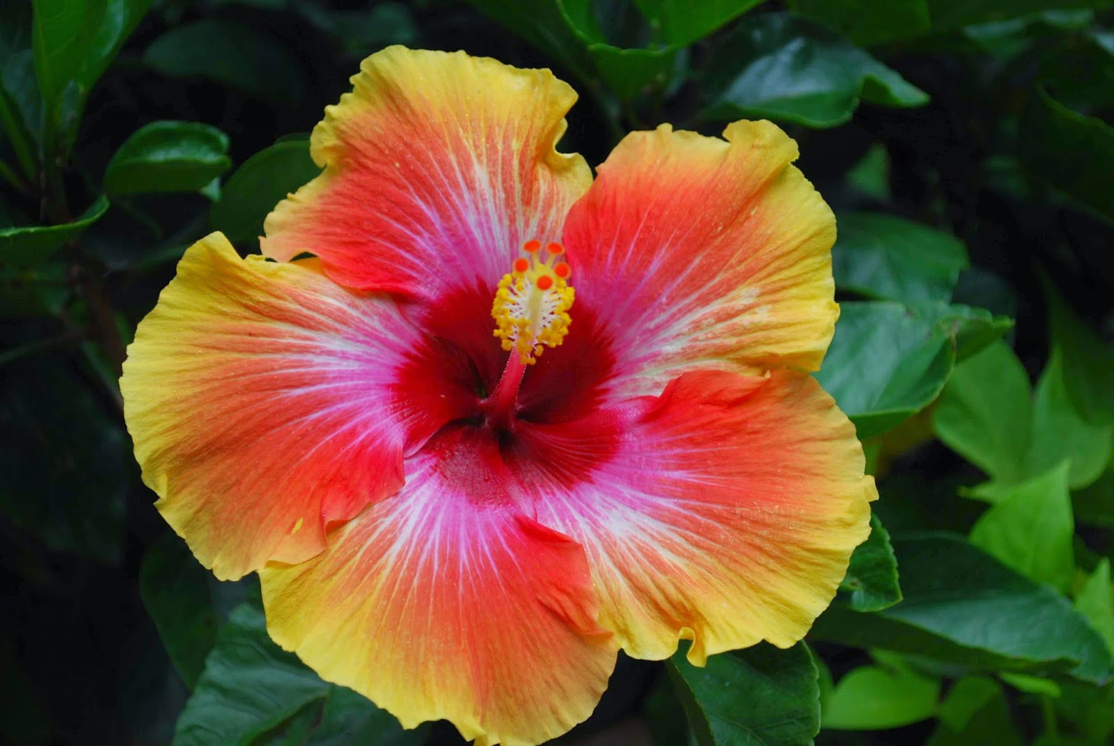 Hibiscus Fiesta Tree   Live Plant in a 21 Gallon Pot   Standard   Hibiscus  Rosa Sinensis 'Fiesta'   Beautiful and Stunning Flowering Tree from Florida  ...