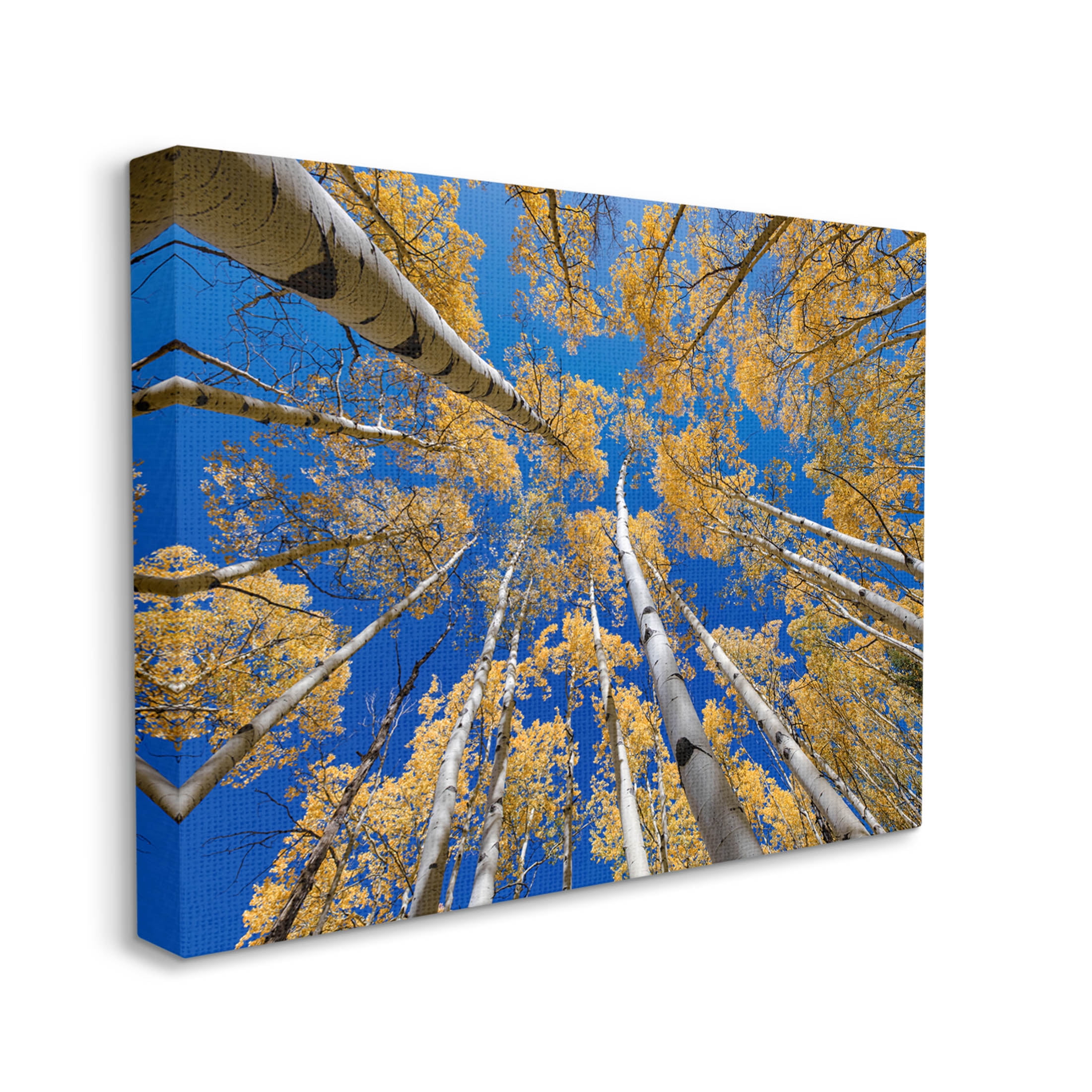 Looming Woodland Foliage Trees Landscape Photograph Gallery Wrapped Canvas Print Wall Art