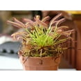 thumbnail image 3 of 10 CARNIVOROUS SUNDEW PLANT Drosera Flower Seeds, 3 of 5