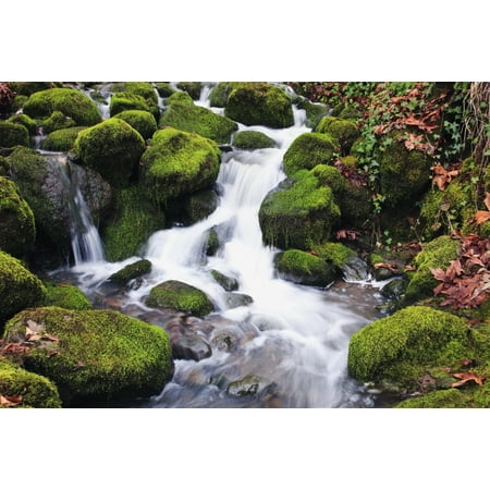 Happy Valley Oregon United States Of America Green Moss On The Rocks Along A Small Waterfall Canvas Art - Craig Tuttle  Design Pics (19 x 12)