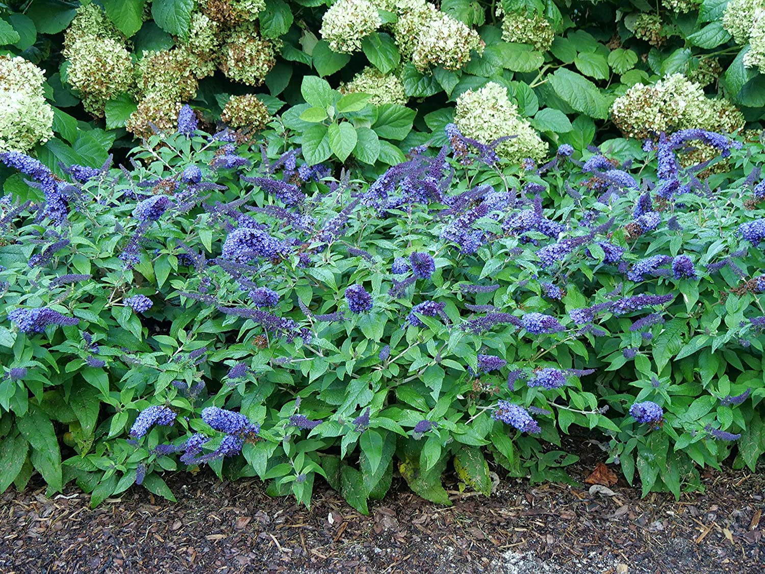 Proven Winners ColorChoice Pugster Blue Buddleia Live Shrub (2 Gallon)