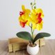 thumbnail image 4 of Surtido de orquídeas artificiales Yirtree, miniplantas en maceta con jardinera de madera, flores artificiales de orquídea Phalaenopsis en macetas para interior, oficina, escritorio, habitación,, 4 of 8