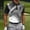 Black, variant on Green Golf Shirts for Men Golf Collared Button Short Sleeve Tops Geometric Polka Dot Athletic Polos Green,Xxxxl