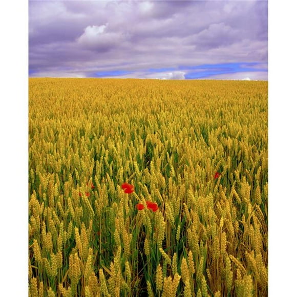 Posterazzi DPI1804315 Co Waterford Ireland - Poppies in a Field of Wheat Poster Print by The Irish Image Collection, 13 x 16