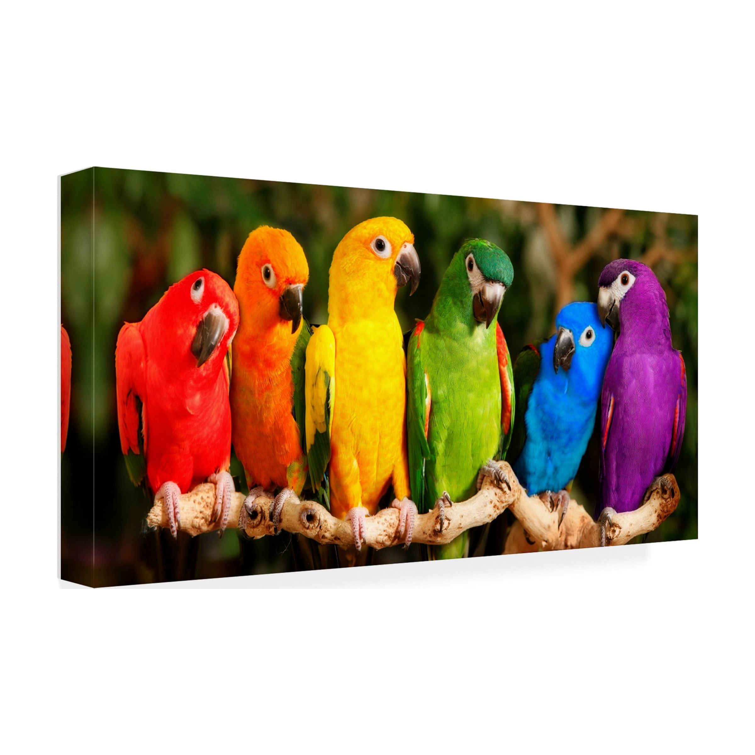 Trademark Fine Art Mike Jones Photo Rainbow Parrots Canvas Wall Art - 10x19