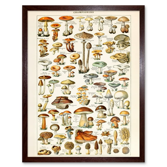 Millot Encyclopedia Page Mushrooms Fungus Illustration Framed Wall Art Picture Print 12x16 inch