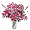thumbnail image 2 of 20 Stems of Stargazer Oriental Lilies- Beautiful Fresh Cut Flowers- Express Delivery, 2 of 4