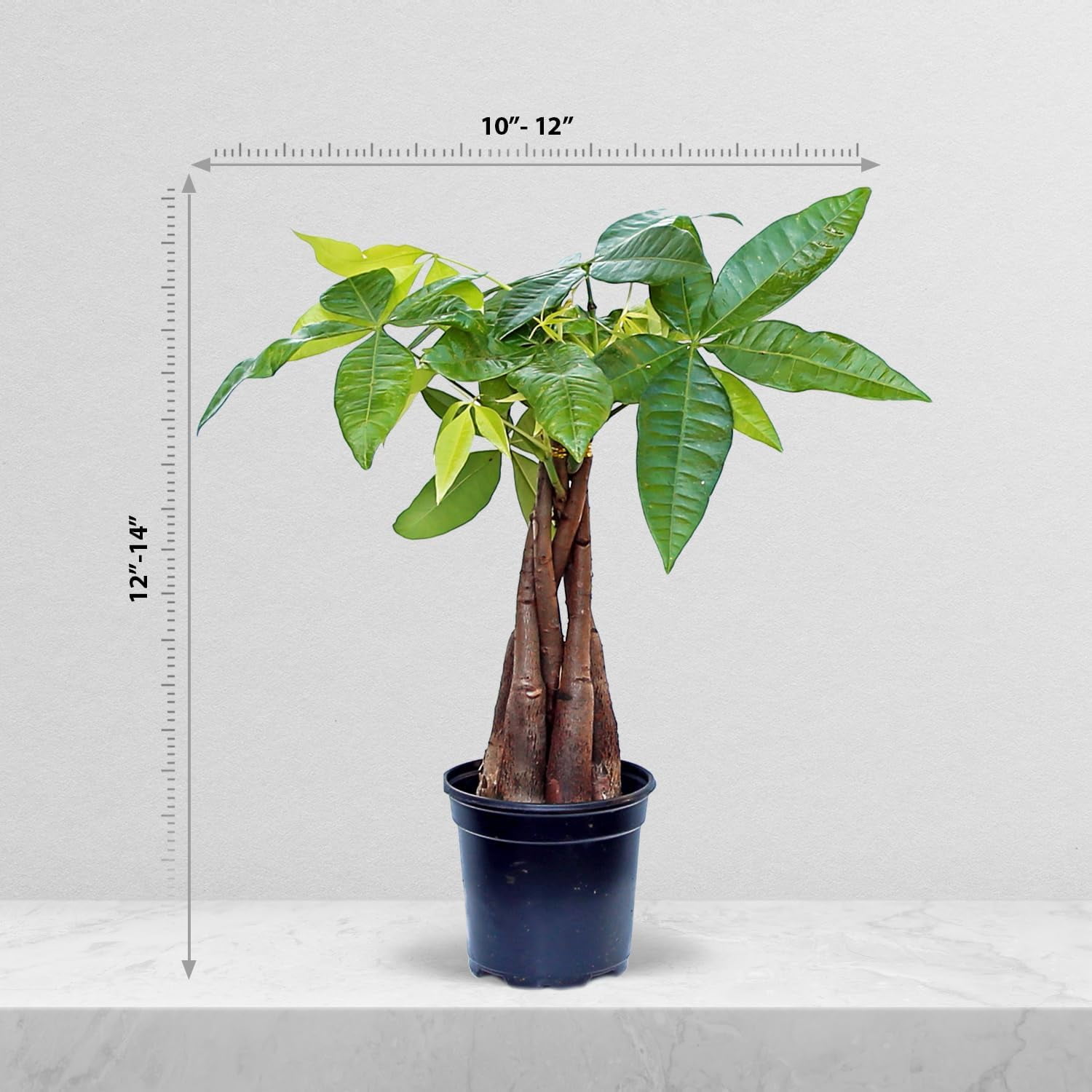 Live Money Tree, Pachira Aquatica, Good Luck Tree, Housewarming Gift for The First Home, Christmas Gift, Mother's Day Gift, Valentine's Gift for Her, Evergreen Indoor Plant in 4" Pot
