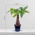 thumbnail image 4 of Live Money Tree, Pachira Aquatica, Good Luck Tree, Housewarming Gift for The First Home, Christmas Gift, Mother's Day Gift, Valentine's Gift for Her, Evergreen Indoor Plant in 4" Pot, 4 of 5
