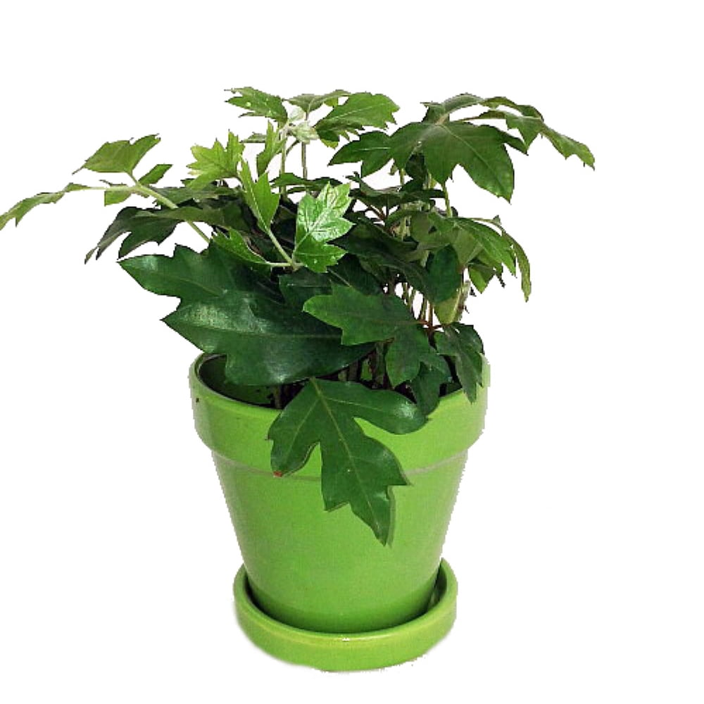 Oak Leaf Grape Ivy Plant Cissus rhombifolia 4" Glazed Ceramic Pot