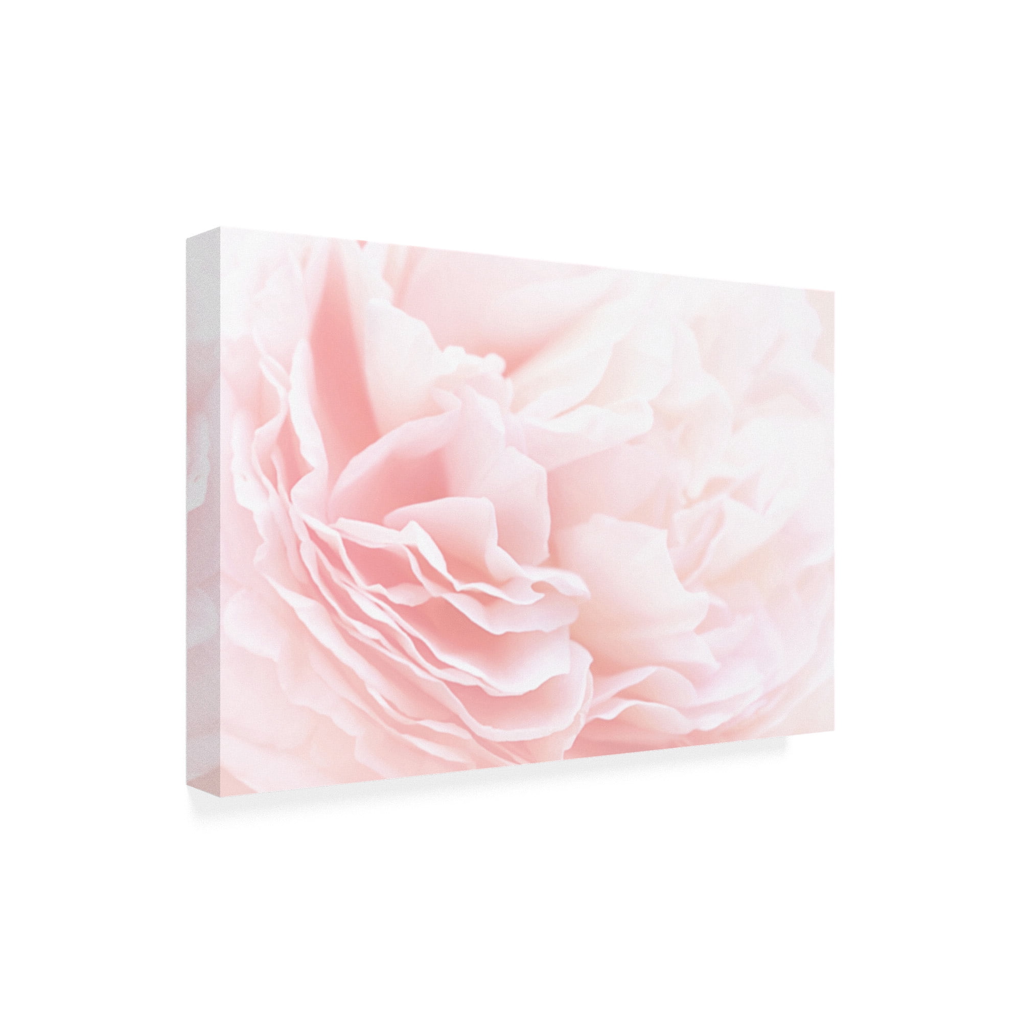 Trademark Fine Art 'Rose 2 Pink Floral' Canvas Art by PhotoINC Studio