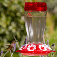 More Birds Big Gulp Hummingbird Feeder, Glass Bottle, 7 Feeding Ports