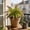 green-Free Size/C, variant on Artificial Greenery Wall Panel 23.62In Authentic Foliage Detail Long Lasting Fresh Look Safe Gentle Material Build for Indoor Outdoor Home Table Store Hallway Vase Combination Decor