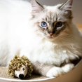 thumbnail image 4 of Pet Interactive Cat Toy Plush Toys for Dogs and Cats (Hedgehog), 4 of 5