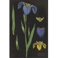 thumbnail image 2 of Schlabach, Sue 17x24 Black Ornate Wood Framed with Double Matting Museum Art Print Titled - Iris Chart, 2 of 4