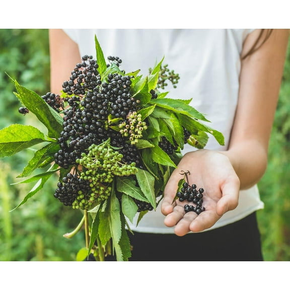 Elderberry Bush Cuttings to Grow - 10 Cuttings