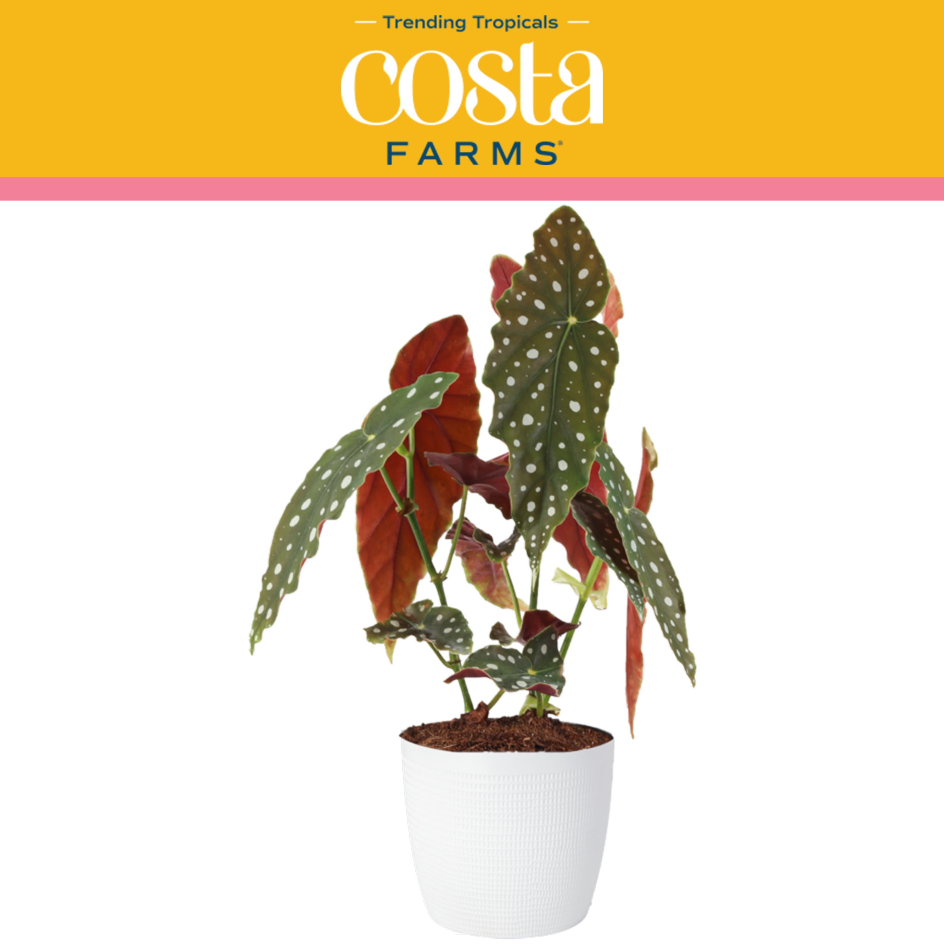 Costa Farms Trending Tropicals Live Indoor 15in Tall Multi Color Polka Dot Plant Bright 2486