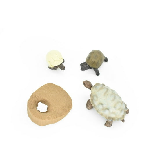 Tortoise, Learn the Tortoise Life Cycle, Very Nice Plastic Figure, Model, Realistic Replica, Educational, Figurine, Animal, Life Like, 4 Stages, 2 1/2" CH05 B231