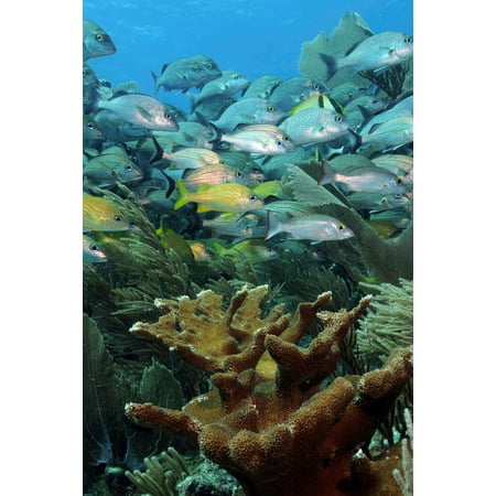 Elkhorn coral with schooling grunts and snappers on caribbean reef Poster Print by Karen DoodyStocktrek