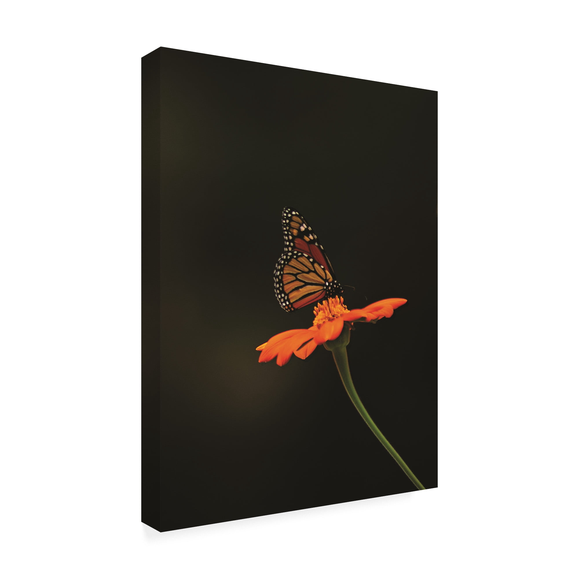 Trademark Fine Art 'Monarch on Orange' Canvas Art by Kurt Shaffer Photographs