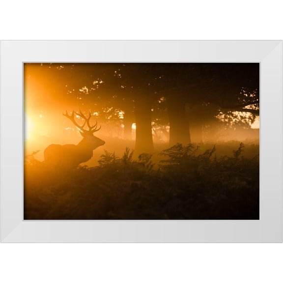 Harling, Stuart 14x11 White Modern Wood Framed Museum Art Print Titled - Stag in the mist