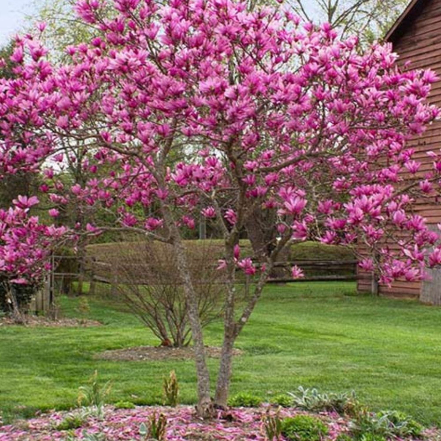 Expert Gardener 1.5- 2 ft tall Jane Japanese Magnolia Live Tree in