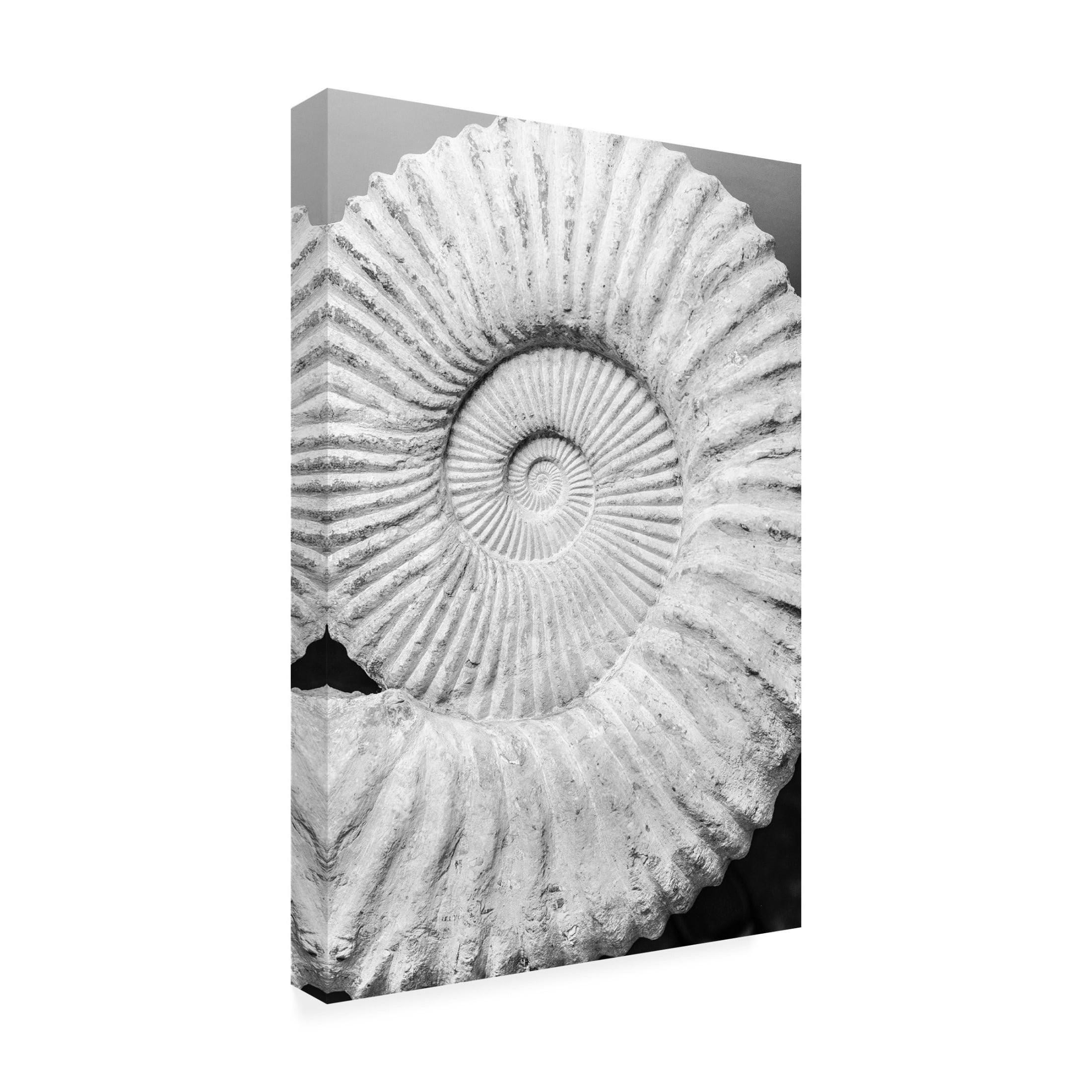 Trademark Fine Art Shot by Clint Formula Canvas Wall Art
