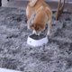 thumbnail image 5 of Cuenco de Agua TAKMOO Blanco de Gran Capacidad sin Derrames para Mascotas, 5 of 8