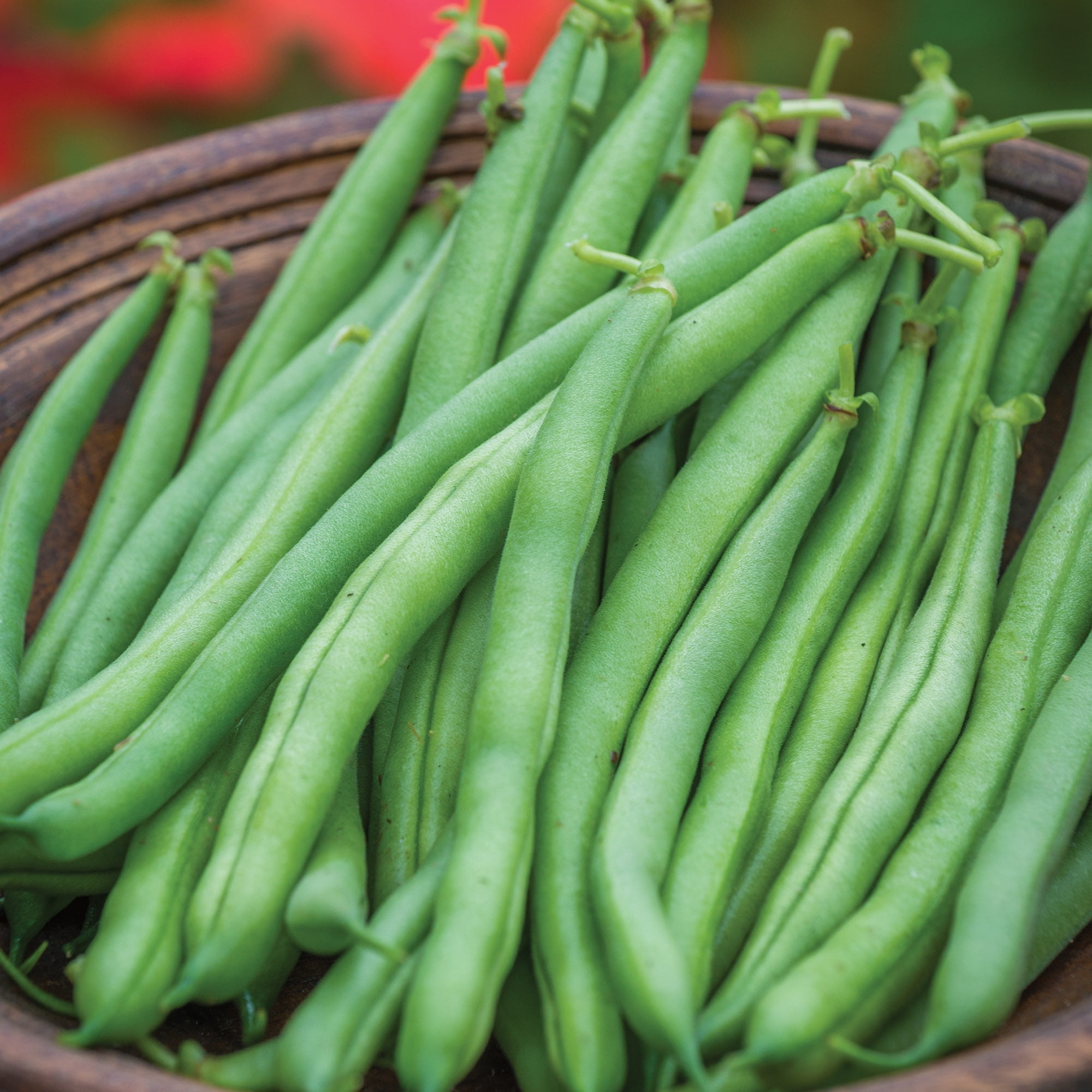 Details about   Burpee Blue Lake 47 Bush Bean Seeds 8 ounces of seed 8 oz of seeds 