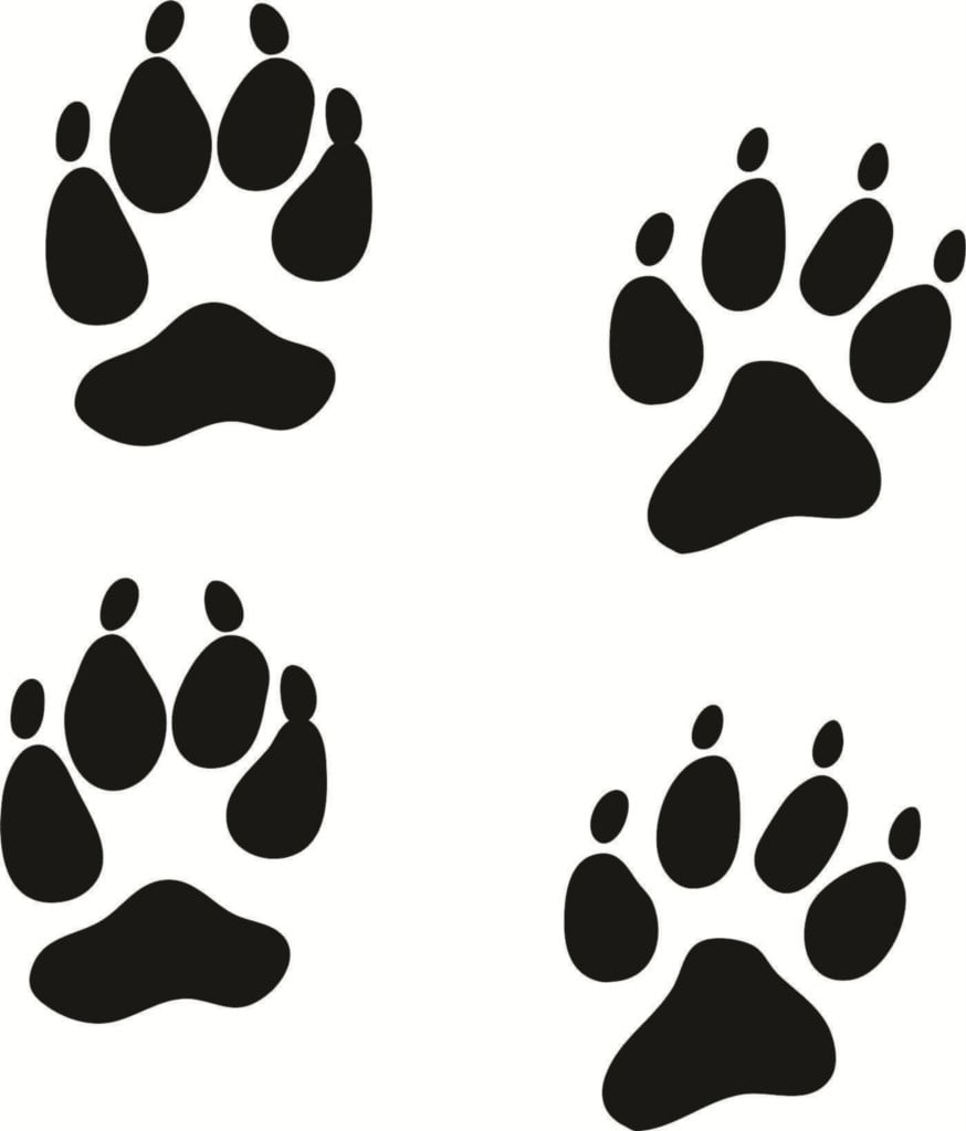 Wall Design Pieces Coyote Animal Paw Print Design Home 16 X 316 Inches -  