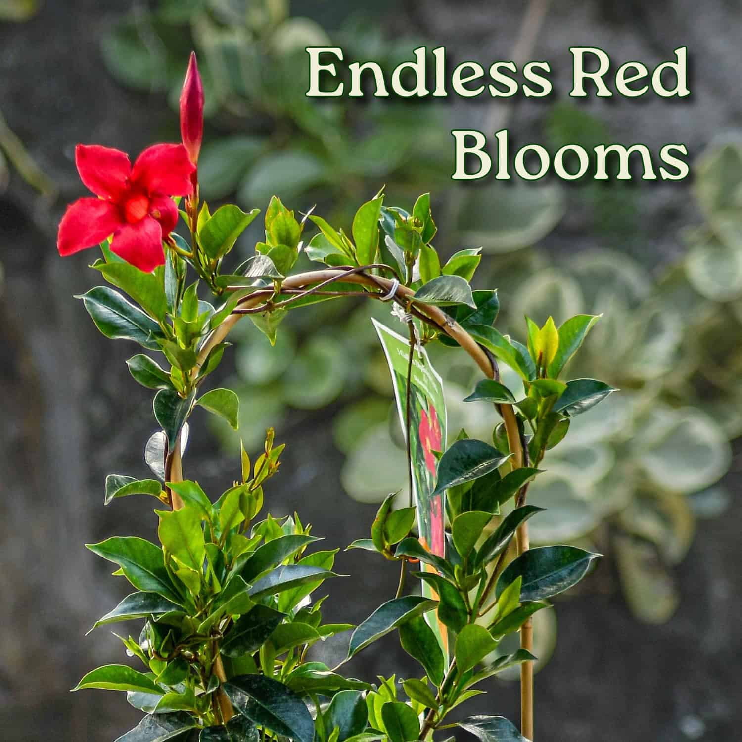Tropical Plants of Florida 18" to 20" Pretty Red Dipladenia Flower Plant on a Starter Trellis; Live Plant