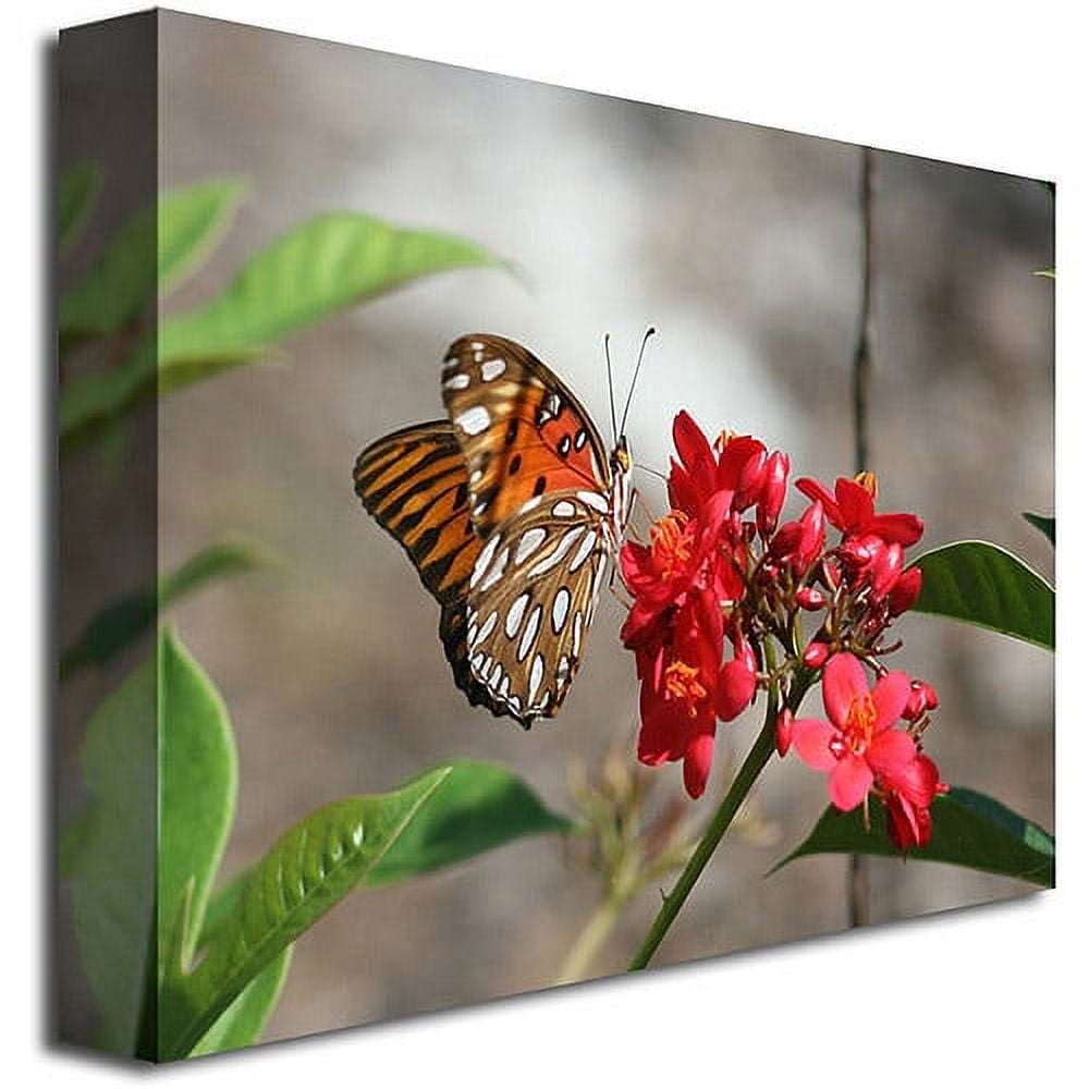 Trademark Fine Art "Butterfly on Red Flowers" Canvas Art by Patty Tuggle