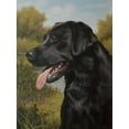 thumbnail image 2 of Silver, John 25x32 White Modern Wood Framed Museum Art Print Titled - C973 Labrador by the Pool, 2 of 4