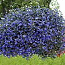 Lobelia Seeds - Lobelia Erinus Blue Carpet Ground Cover Seed - 10000 Seeds