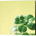 thumbnail image 1 of Succulent Simplicity VIII by Felicity Bradley, Canvas Wall Art, 1 of 1