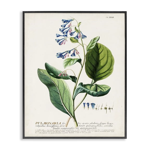 Stupell Industries Transitional Botanical Blue Flowers Vintage Design Black Framed Giclee Art, 11 x 14, by Unknown Artist