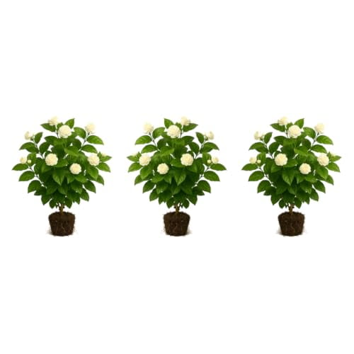 Grand Duke Jasmine Plants - 3 Starter Plants, Fragrant Blooms, Full Sun, USDA Zones 8-11, Ships Bare Root