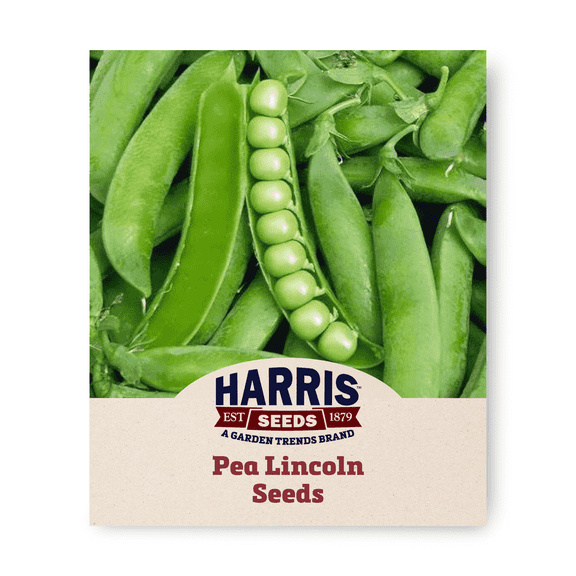 Harris Seeds Lincoln Pea, Main Season Garden Variety, Treated, 100 Count