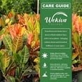 thumbnail image 4 of Croton Petra - 2 Live Starter Plants in 3 Inch Growers Pots - Codiaeum Variegatum 'Petra' - Beautiful Colorful Tropical Indoor Houseplant, 4 of 6