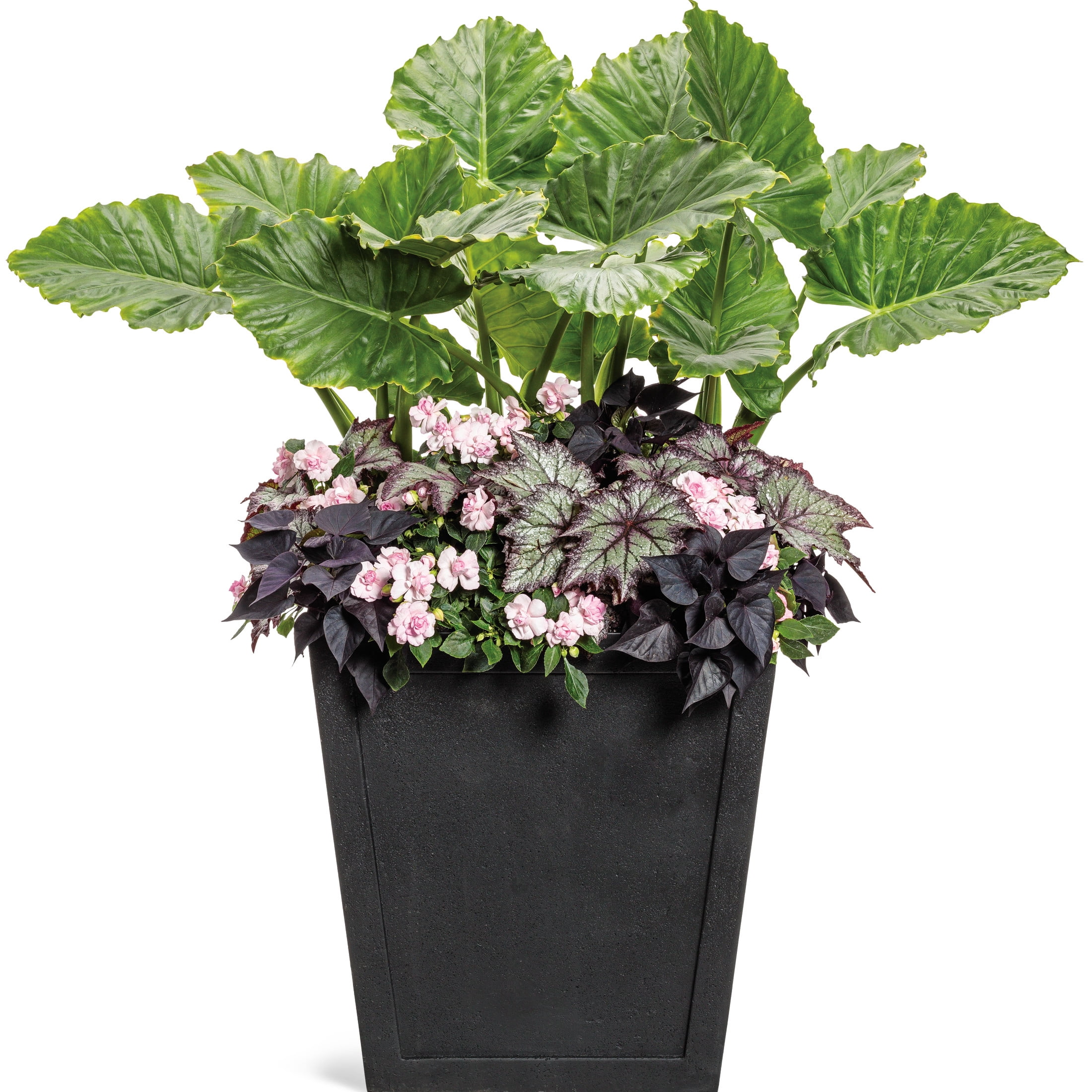 Proven Winners 5" Emerald Isle Elephant Ear Live Plant in 4.5" Pot