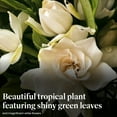 thumbnail image 4 of American Plant Exchange Mini Braided Gardenia Vetchii Tree in 6" Pot, Light Shade, Fragrant Blooms, Indoor Outdoor Houseplant, 4 of 7