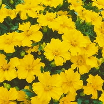 Mexican Tarragon Seeds - 0.25 Oz ~3750 Seeds - Non-GMO, Heirloom - Herb Garden - Tagetes lucida