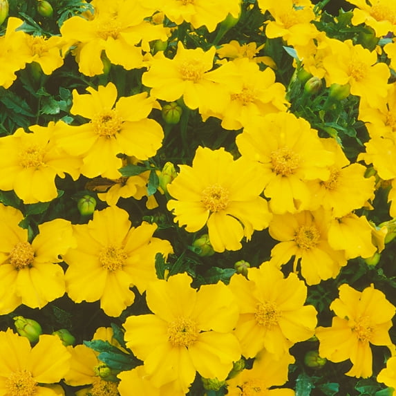 Mexican Tarragon Seeds - 5 Lb Bulk ~1200000 Seeds - Non-GMO, Heirloom - Herb Garden - Tagetes lucida