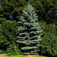 thumbnail image 2 of Brighter Blooms - Colorado Blue Spruce Tree, 2-3 ft. - No Shipping to AK, AZ, HI, 2 of 4