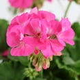 thumbnail image 3 of Expert Gardener 8" Pink Geranium Live Plants in 4" Grower Pot Full Sun, 3 of 7